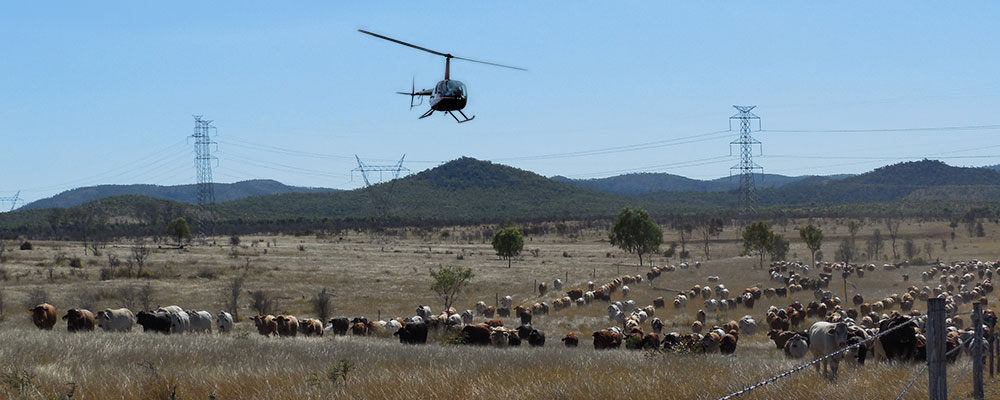 Helicopter-mustering